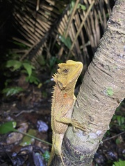Enyalioides