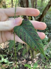 Parsonsia dorrigoensis