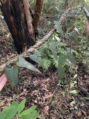 Parsonsia dorrigoensis