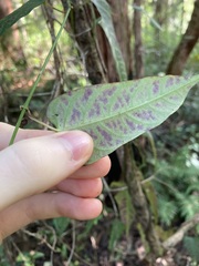 Parsonsia dorrigoensis