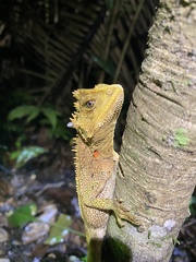 Enyalioides
