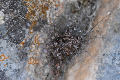 Argyrochosma microphylla