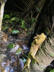 Enyalioides