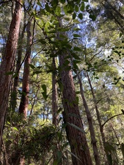 Parsonsia dorrigoensis