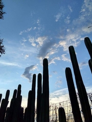 Cereus jamacaru calcirupicola