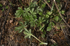 Potentilla thuringiaca