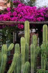 Cereus jamacaru calcirupicola