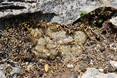 Mammillaria prolifera