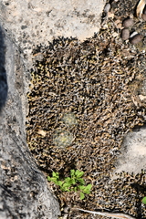 Mammillaria prolifera