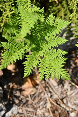 Cheilanthes leucopoda