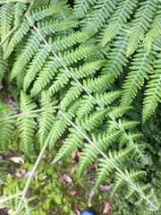 Hypolepis glandulifera