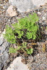 Cheilanthes leucopoda