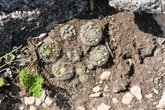 Mammillaria prolifera