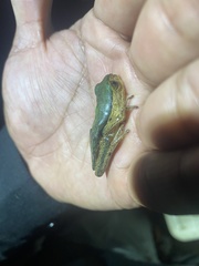 Pithecopus palliatus