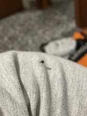 Araneae