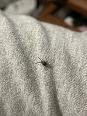 Araneae