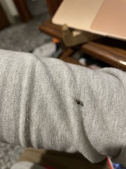 Araneae