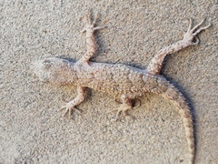 Mediodactylus russowii