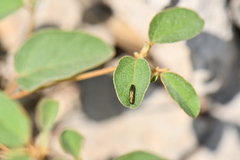 Agrilini