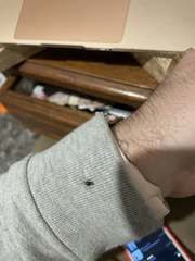 Araneae