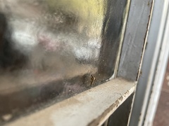 Diptera