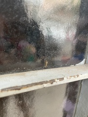 Diptera
