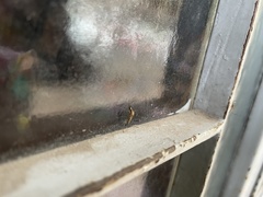 Diptera