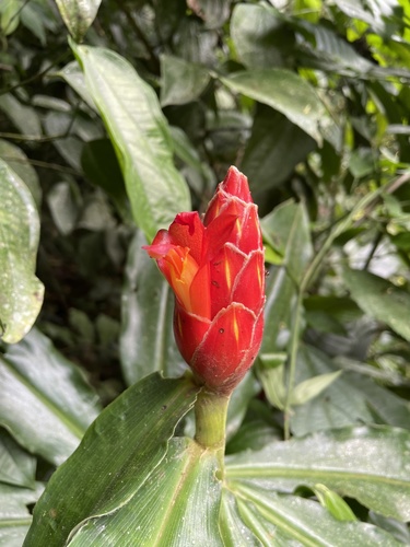 Spiral ginger (Costus pulverulentus)