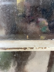 Diptera