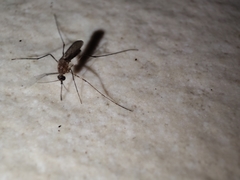 Coquillettidia perturbans