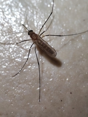 Coquillettidia perturbans