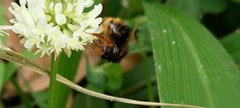 Bombus eximius