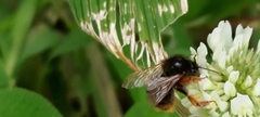 Bombus eximius