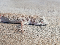Mediodactylus russowii