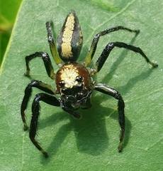 Colyttus bilineatus