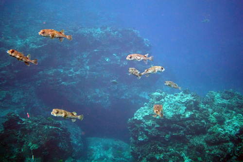 Spot-fin porcupinefish (Diodon hystrix) — Diodontidae