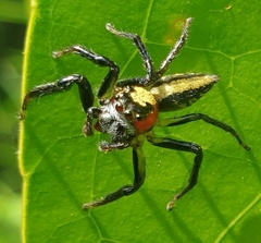 Colyttus bilineatus