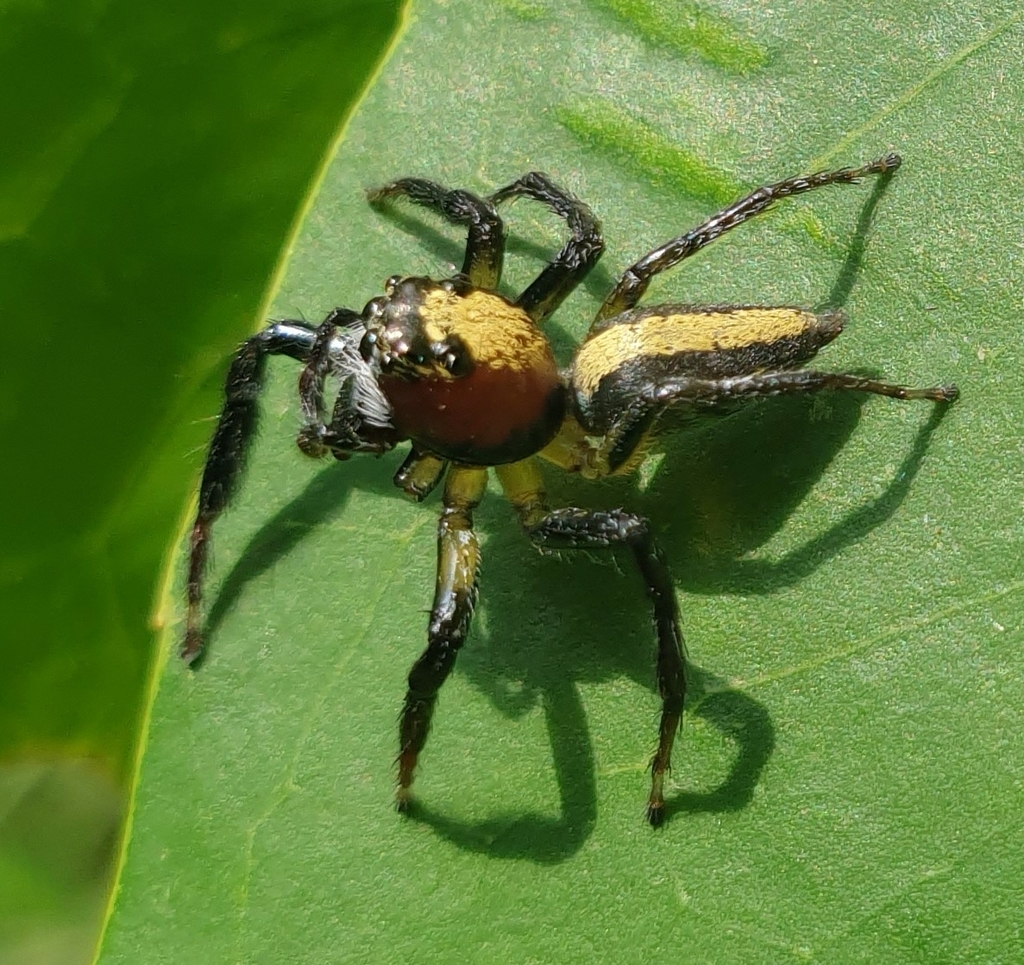 Colyttus bilineatus