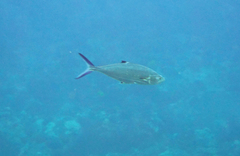 Scomberoides lysan