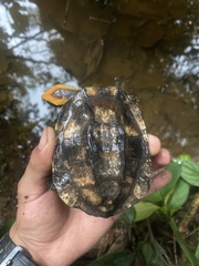 Platemys platycephala