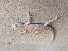 Mediodactylus russowii