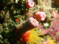 Cladopsammia gracilis