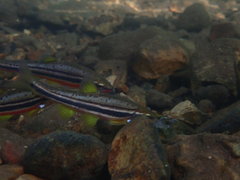 Chrosomus erythrogaster