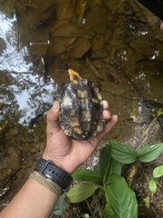 Platemys platycephala