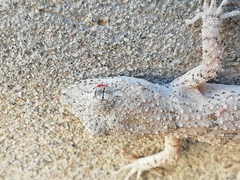 Mediodactylus russowii