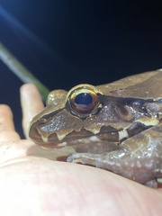 Leptodactylus pentadactylus