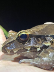 Leptodactylus pentadactylus