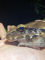 Leptodactylus pentadactylus
