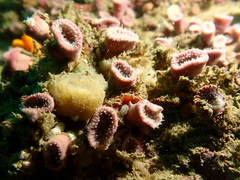 Cladopsammia eguchii