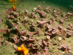 Cladopsammia eguchii